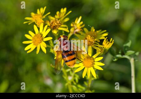 Un hoverfly su fiori di Ragwort giallo brillante Foto Stock