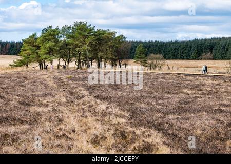 Scopata di alberi presso la riserva naturale nazionale Blawhorn Moss, West Lothian, Scozia, Regno Unito Foto Stock