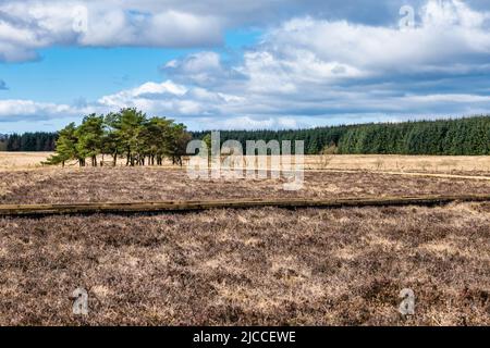 Scopata di alberi presso la riserva naturale nazionale Blawhorn Moss, West Lothian, Scozia, Regno Unito Foto Stock