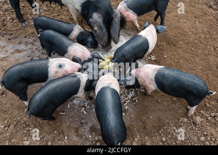 Pedigree Saddleback suinetti e sema che si nutrono di farina e banane, East Fortune Farm, East Lothian, Scozia, Regno Unito Foto Stock