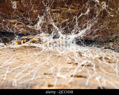 Un nastro di ragni buco in un arredamento oldie. Foto Stock