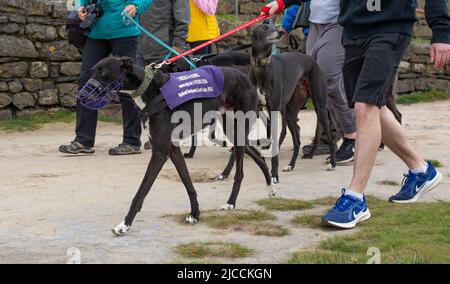 Arnside, Milnthorpe, Cumbria, UK domenica 12th giugno 2022 la passeggiata mensile del gruppo pensionato Greyhound South Lakes ad Arnside, Milnthorpe, Cumbria, ha visto circa 50 hounds con alcuni vestiti viola 'ho bisogno di una casa'. L'età media dei levrieri che vengono in cura è compresa tra 2 e 4 anni e possono vivere fino a 12 e 15 anni. Prosperano sull'affetto e possono fare gli animali domestici gentili e leali. Credit: John Eveson/Alamy Live News Foto Stock