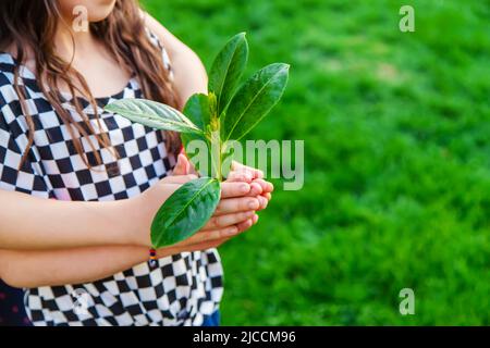 I bambini si prendono cura dell'albero della natura nelle loro mani. Messa a fuoco selettiva. Bambino. Foto Stock