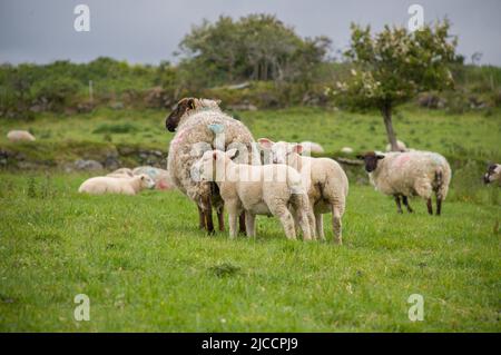 Pecore pascolo erba a Whiddy Island, Bantry, Co Cork. Irlanda Foto Stock