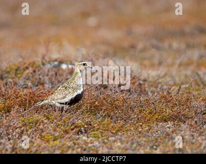 Golden Plover europeo (Pluvialis albicaria) Foto Stock