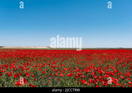 Papaveri rossi (Papaver roeas) fiori selvatici tappeto fiorente nei campi primaverili, sfondo blu cielo Foto Stock