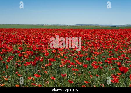 Papaveri rossi (Papaver roeas) fiori selvatici tappeto fiorente nei campi primaverili, sfondo blu cielo Foto Stock