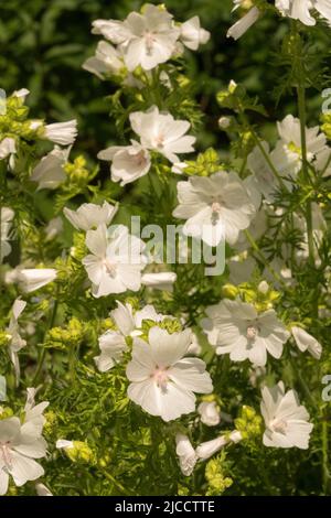 Giugno, erbaceo, pianta, Bianco, Malmetto di Musk, Malva moschata 'Alba' Foto Stock