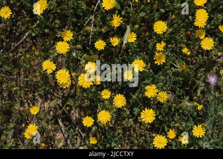 Fiori gialli (Crepis capillaris) di biancospino liscio Foto Stock