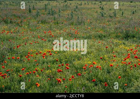 Fiori selvatici colorati che sbocciano nei prati primaverili Foto Stock