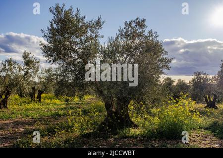 Olivi (Olea europaea) campo con fiori gialli in fiore primaverile Foto Stock