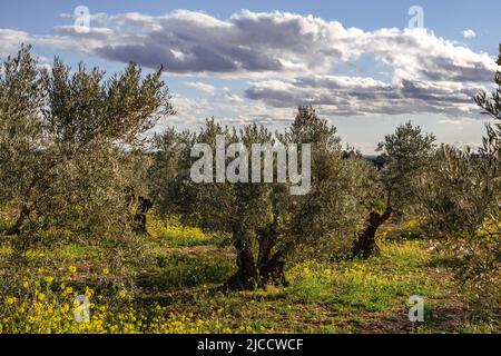 Olivi (Olea europaea) campo con fiori gialli in fiore primaverile Foto Stock