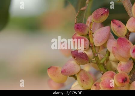 Albero di pistacchio (Pistacia vera) mature nocciole mature mature mazzo primo piano, fuoco selettivo Foto Stock