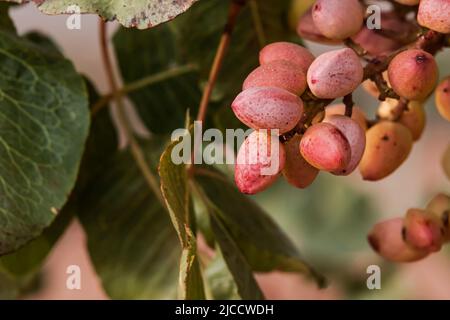 Albero di pistacchio (Pistacia vera) mature nocciole mature mature mazzo primo piano, fuoco selettivo Foto Stock