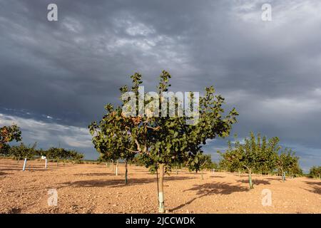 Campo di pistacchi (Pistacia vera) a la Mancha, Spagna Foto Stock