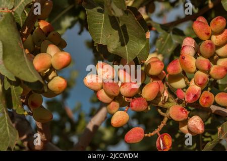 Albero di pistacchio (Pistacia vera) mature nocciole mature mature mazzo primo piano, fuoco selettivo Foto Stock