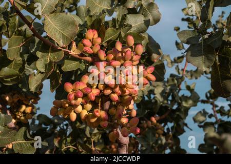 Albero di pistacchio (Pistacia vera) mature nocciole mature mature mazzo primo piano, fuoco selettivo Foto Stock