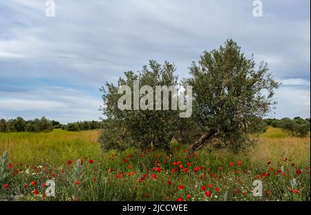 Campo di ulivo (Olea europaea) con fiori rossi di papavero in fiore primaverile Foto Stock