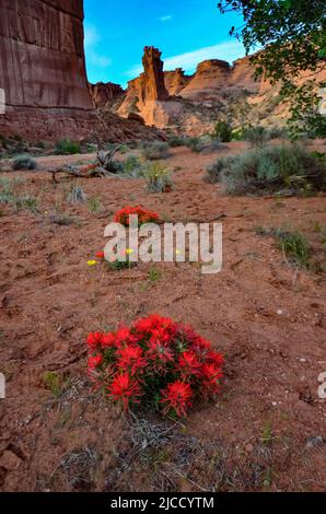 Cactus, Yuccas e varie piante desertiche sullo sfondo di un paesaggio erosionale in primavera. Colorado Stati Uniti Foto Stock