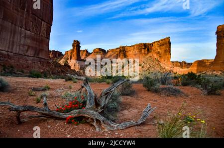 Cactus, Yuccas e varie piante desertiche sullo sfondo di un paesaggio erosionale in primavera. Colorado Stati Uniti Foto Stock