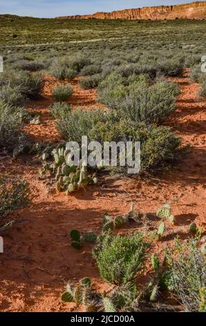 Cactus, Yuccas e varie piante desertiche sullo sfondo di un paesaggio erosionale in primavera. Colorado Stati Uniti Foto Stock