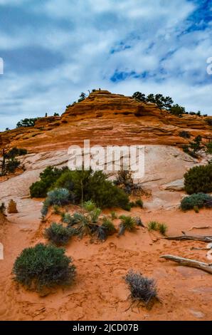 Cactus, Yuccas e varie piante desertiche sullo sfondo di un paesaggio erosionale in primavera. Colorado Stati Uniti Foto Stock