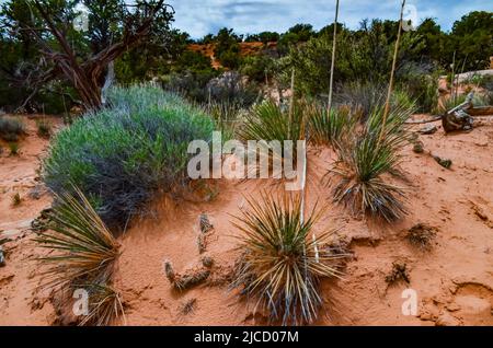 Cactus, Yuccas e varie piante desertiche sullo sfondo di un paesaggio erosionale in primavera. Colorado Stati Uniti Foto Stock