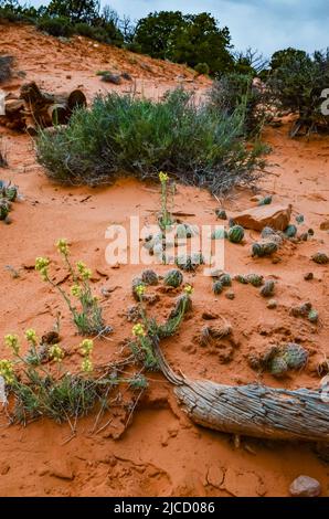 Cactus, Yuccas e varie piante desertiche sullo sfondo di un paesaggio erosionale in primavera. Colorado Stati Uniti Foto Stock