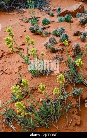 Cactus, Yuccas e varie piante desertiche sullo sfondo di un paesaggio erosionale in primavera. Colorado Stati Uniti Foto Stock