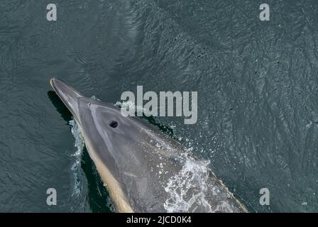 Delphinus delphis, primo piano del nuoto in mare di un singolo animale, Isola di Skye, Scozia, Regno Unito, 29 maggio 2022 Foto Stock