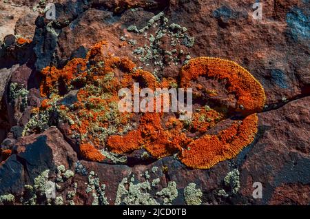 Licheni rossi e verdi su rocce erose rosse in Canyonlands NP è nello Utah vicino Moab. USA Foto Stock