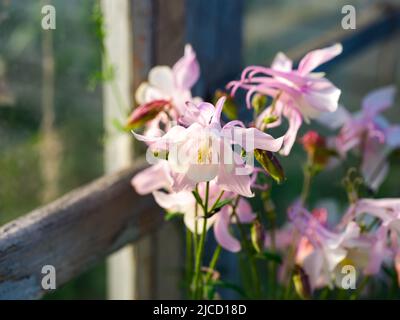 Un primo piano di rosa chiaro colonbina comune (Aquilegia vulgaris) fiori in fiore in un giardino. Foto Stock