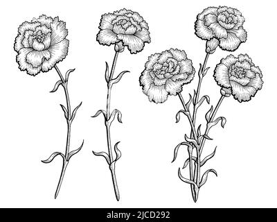Grafica fiore garofano nero bianco isolato disegno vettore Illustrazione Vettoriale