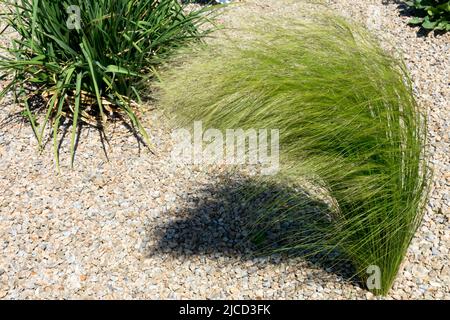 Erba da giardino moderna, grumo, moderna, Erba, Stipa pulcherrima, Primavera, erbe ornamentali crescono in ghiaia Foto Stock