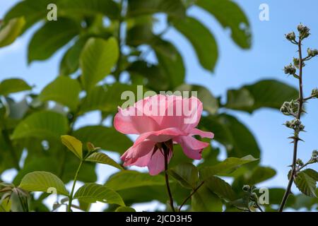 Rosa Gallica fiore rosa fioritura Foto Stock