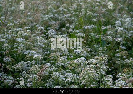 Hemlock acqua-goccia wort (Oenanthe crocata) pianta velenosa fiori bianchi in fiore Foto Stock