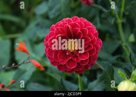 Giardino Dahlia (Dahlia pinnata) fiore rosso Foto Stock