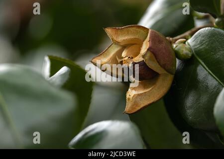 Camelia giapponese (Camelia Japonica) frutta in primo piano Foto Stock