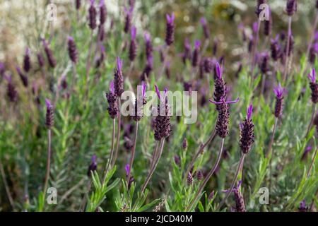 Lavanda spagnola (Lavandula stoechas) fiori porpora primavera Foto Stock