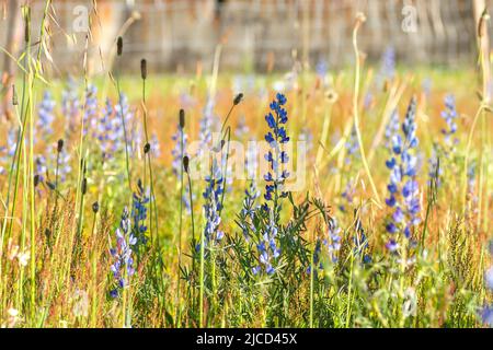 Lupinus angustifolius o fiori selvatici lupino a foglia stretta Foto Stock