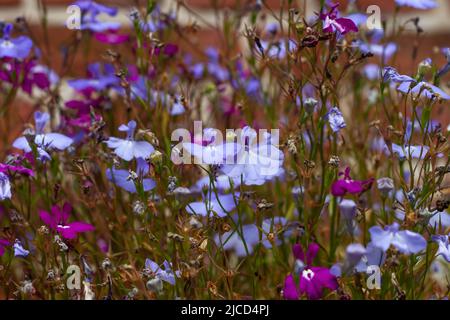 Lobelia erinus (Garden lobelia) fiori viola blu Foto Stock