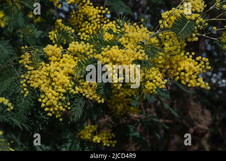 Acacia deambata argento picchiettio fiori gialli fioritura primo piano Foto Stock