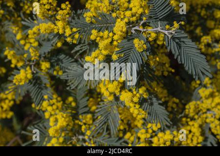 Acacia deambata argento picchiettio fiori gialli fioritura primo piano Foto Stock