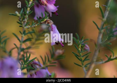 Particolare della brughiera irlandese - Erica Erigenea - fiori rosa fioritura in primavera Foto Stock