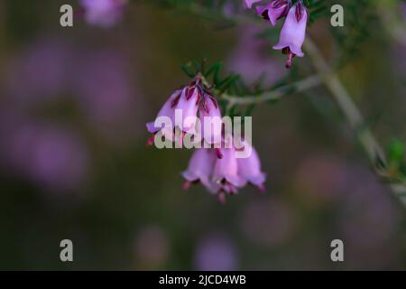 Particolare della brughiera irlandese - Erica Erigenea - fiori rosa fioritura in primavera Foto Stock