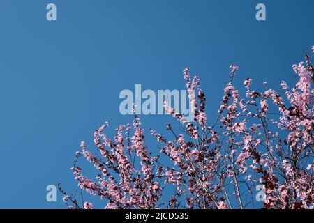 Fiore prunus cerasifera prugna primavera fiori rosa, cielo blu sfondo Foto Stock