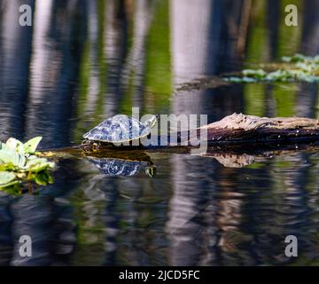 tartaruga, sole su tronchi, fauna marina, animale, rettile senza denti, Reflection, natura, acqua, Testudines, Ichetucknee Springs state Park, Florida, Fo Foto Stock