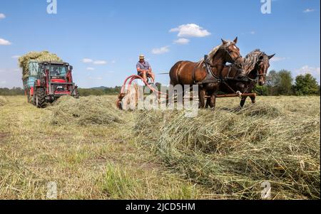 Riedlingen, Germania. 12th giugno 2022. Il contadino Robert Maier gira il suo fieno secco su un prato con un rastrello a stella dal 1952 trainato da due cavalli mentre suo figlio carica il fieno con un carro caricatrice sullo sfondo. Credit: Thomas Warnack/dpa/Alamy Live News Foto Stock