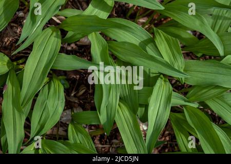 Aglio dell’orso (Allium ursinum) foglie verdi fresche Foto Stock