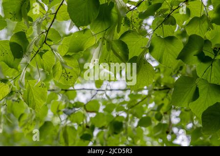 Tiglio piccolo-lievitato (Tilia cordata) verde primavera fogliame e drupi immaturi Foto Stock